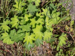 Alchemilla speciosa - Praktdaggkåpa