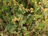 Alchemilla speciosa Säbyholmsvägen, Landskrona, Skåne, Sweden 20170708_0048