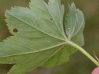 Alchemilla speciosa Säbyholmsvägen, Landskrona, Skåne, Sweden 20170708_0055