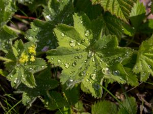 Alchemilla subcrenata - Broadtooth Lady's Mantle - Ängsdaggkåpa