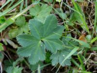 Alchemilla subcrenata Liaängen, Kågeröd, Eslöv, Skåne, Sweden 20160518_0059