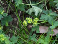 Alchemilla subcrenata Liaängen, Kågeröd, Eslöv, Skåne, Sweden 20160518_0061