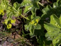 Alchemilla subcrenata S talldungen, Klagshamns udde, Malmö, Skåne, Sweden 20150609_0029