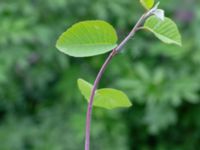 Amelanchier alnifolia Ödetomterna, Bunkeflo strandängar, Malmö, Skåne, Sweden 20180515_0009