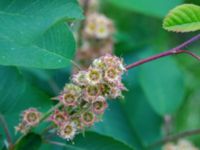 Amelanchier alnifolia Ödetomterna, Bunkeflo strandängar, Malmö, Skåne, Sweden 20180515_0012