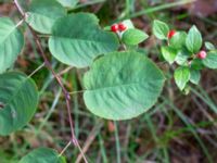 Amelanchier confusa Muststigen, Everöd, Kristianstad, Skåne, Sweden 20180914_0090