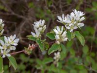 Amelanchier confusa Ollebo, Malmö, Skåne, Sweden 20190428_0021