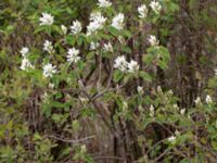 Amelanchier confusa Ollebo, Malmö, Skåne, Sweden 20190428_0025