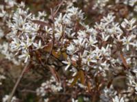 Amelanchier lamarckii Gropahålet, Kristianstad, Skåne, Sweden 20160505_0121