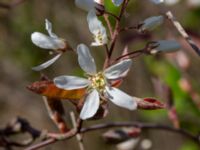 Amelanchier lamarckii Lernacken, Malmö, Skåne, Sweden 20190422_0011