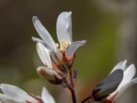 Amelanchier lamarckii Scaniaparken, Malmö, Skåne, Sweden 20220429_0039