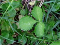 Aremonia agrimonoides Olshögsvägen, Lund, Skåne, Sweden 20180512_0023