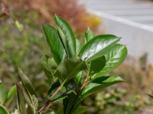 Aronia melanocarpa - Black Chokeberry - Svartaronia