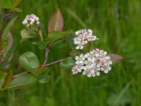 Aronia x prunifolia Lindängelunds rekreationsområde, Malmö, Skåne, Sweden 20210528_0027