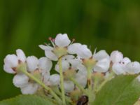 Aronia x prunifolia Lindängelunds rekreationsområde, Malmö, Skåne, Sweden 20210528_0030