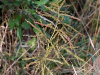 Aruncus dioica Bäckaforsvägen, Klagshamn, Malmö, Skåne, Sweden 20200905_0046