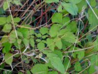 Aruncus dioica Bäckaforsvägen, Klagshamn, Malmö, Skåne, Sweden 20200905_0048