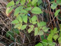 Aruncus dioica Bäckaforsvägen, Klagshamn, Malmö, Skåne, Sweden 20200905_0049