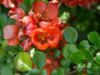 Chaenomeles japonica Scoutstugan, Bunkeflo strandängar, Malmö, Skåne, Sweden 20170520_0010