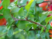 Chaenomeles japonica Scoutstugan, Bunkeflo strandängar, Malmö, Skåne, Sweden 20170520_0012