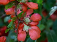 Chaenomeles japonica Scoutstugan, Bunkeflo strandängar, Malmö, Skåne, Sweden 20170520_0016