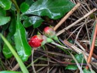 Chaenomeles x superba Närlunda tegelbruksgrav, Helsingborg, Skåne, Sweden 20190504_0084