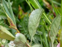 Chaenomeles x superba Närlunda tegelbruksgrav, Helsingborg, Skåne, Sweden 20190504_0088