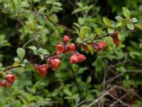 Chaenomeles x superba Värsjönäs, Örkelljunga, Skåne, Sweden 20210523_0009