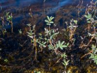 Comarum palustre Coffee Dome, Kougarok road, Nome, Alaska, USA 20140620_1156