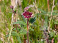 Comarum palustre Fuktängen, Toarp, Malmö, Skåne, Sweden 20240525_0088