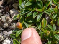 Cotoneaster × suecicus Limhamns kalkbrott, Malmö, Skåne, Sweden 20180901_0192