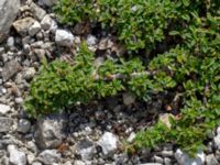Cotoneaster × suecicus Limhamns kalkbrott, Malmö, Skåne, Sweden 20180901_0193