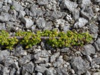 Cotoneaster × suecicus Limhamns kalkbrott, Malmö, Skåne, Sweden 20180901_0194