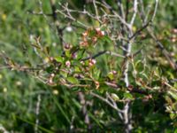 Cotoneaster ascendens Tvärvägen, Näsby, Mörbylånga, Öland, Sweden 20190609_0241