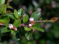 Cotoneaster ascendens Tvärvägen, Näsby, Mörbylånga, Öland, Sweden 20190609_0247