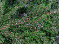 Cotoneaster atropurpureus Borgehage, Borgholm, Öland, Sweden 20190525_0050