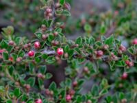 Cotoneaster atropurpureus Borgehage, Borgholm, Öland, Sweden 20190525_0051