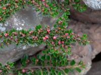 Cotoneaster atropurpureus Borgehage, Borgholm, Öland, Sweden 20190525_0053