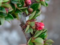 Cotoneaster atropurpureus Borgehage, Borgholm, Öland, Sweden 20190525_0055