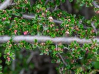 Cotoneaster atropurpureus Borgehage, Borgholm, Öland, Sweden 20190525_0057