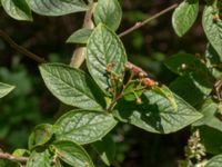 Cotoneaster bullatus Motionsvägen, Mörbylånga, Öland, Sweden 20190609_0184