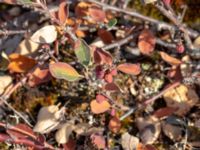 Cotoneaster canescens Dröstorps alvar, Mörbylånga, Öland, Sweden 20180810_0001