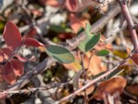 Cotoneaster canescens Dröstorps alvar, Mörbylånga, Öland, Sweden 20180810_0002