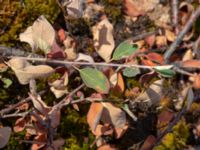 Cotoneaster canescens Dröstorps alvar, Mörbylånga, Öland, Sweden 20180810_0004