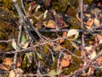 Cotoneaster canescens Dröstorps alvar, Mörbylånga, Öland, Sweden 20180810_0005