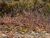 Cotoneaster canescens Dröstorps alvar, Mörbylånga, Öland, Sweden 20180810_0008