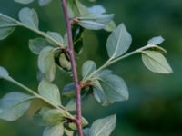 Cotoneaster divaricatus Herrgårdsparken, Fröseke, Uppvidinge, Småland 20190608_0581