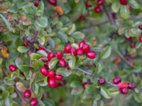 Cotoneaster divaricatus Västkajen, Malmö, Skåne, Sweden 20231007_0172