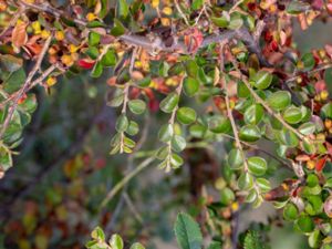 Cotoneaster hjelmqvistii - Hjelmqvist´s Cotoneaster - Stort lingonoxbär