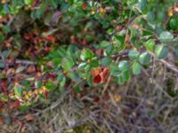 Cotoneaster hjelmqvistii Gåssten, Mörbylånga, Öland, Sweden 20180810_0186